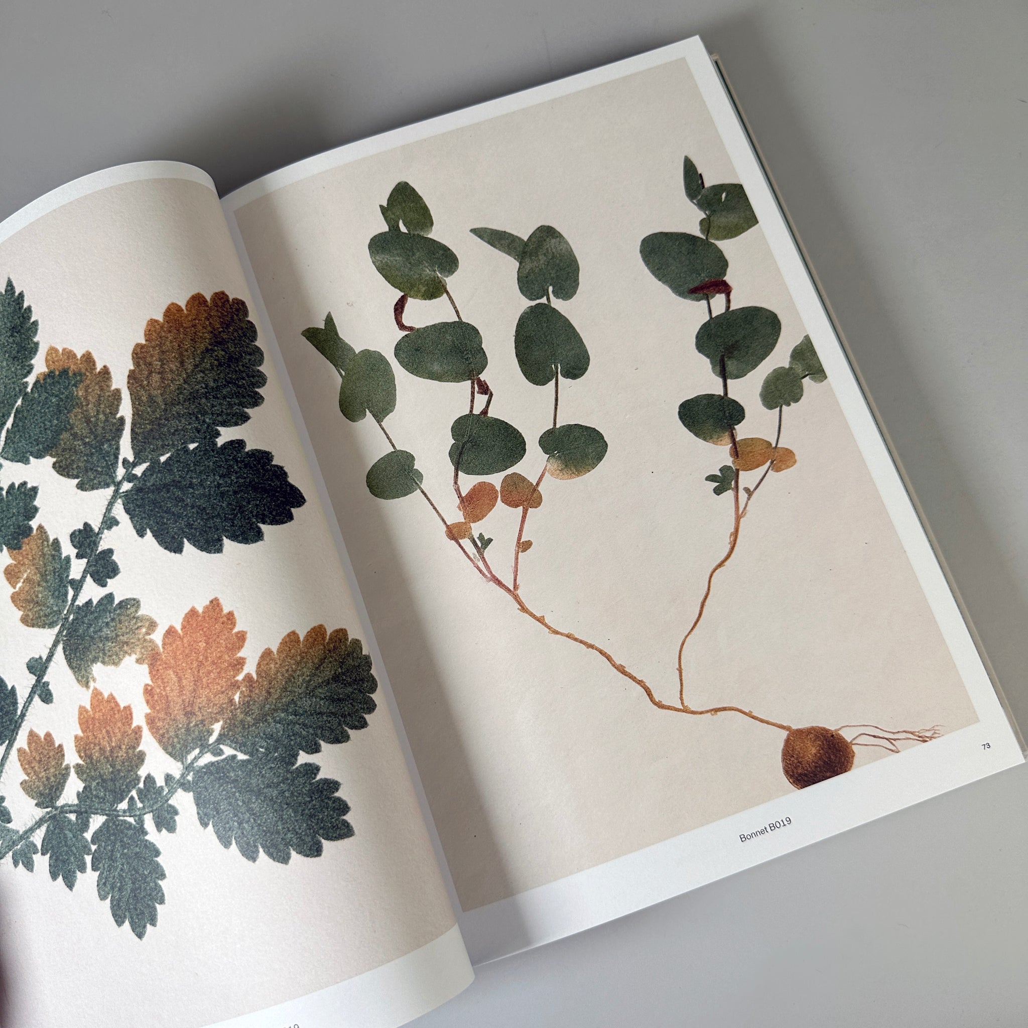 Capturing Nature: 100 Years of Nature Printing